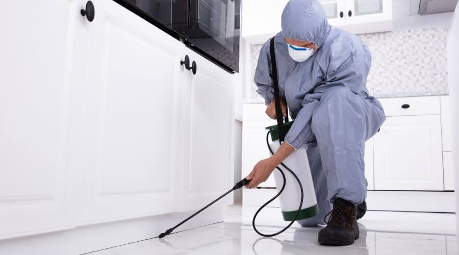 Professional pest control services in Portland